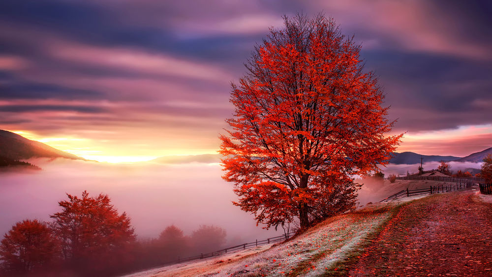 Обои для рабочего стола Осенняя природа в Карпатах, Украина, туман окутал горы и деревья