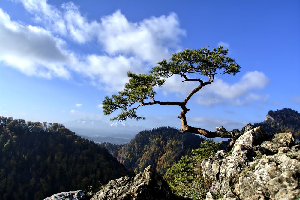 Дерево на скале фото