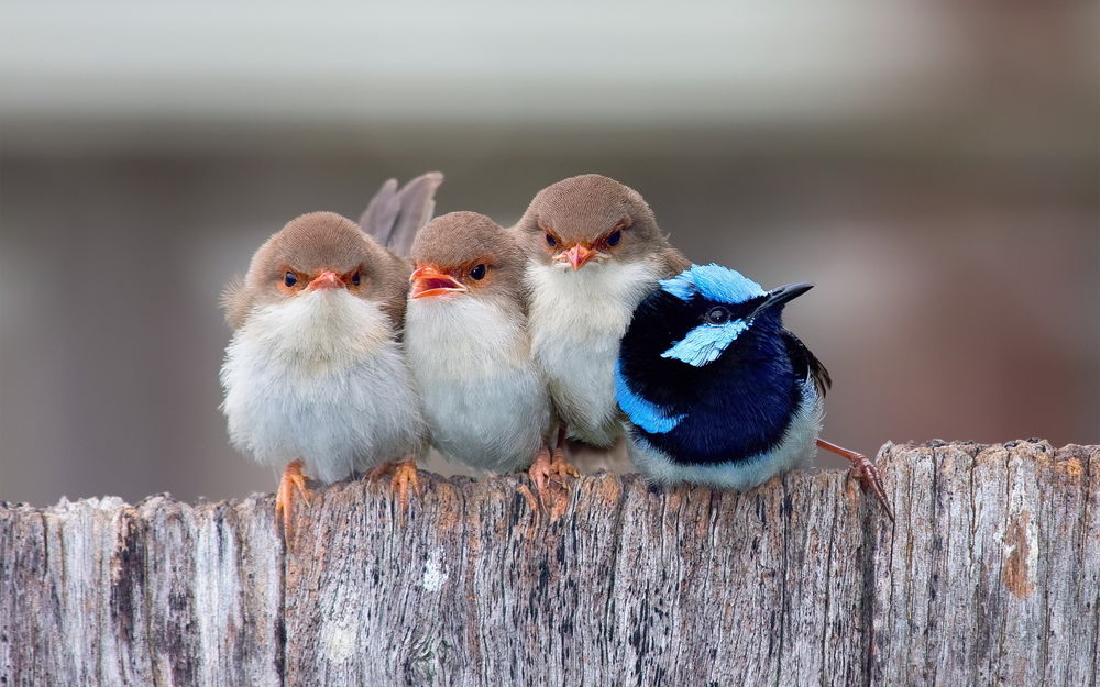 Обои для рабочего стола Забавные маленькие птички, сидят на заборе прижавшись друг к другу на размытом фоне