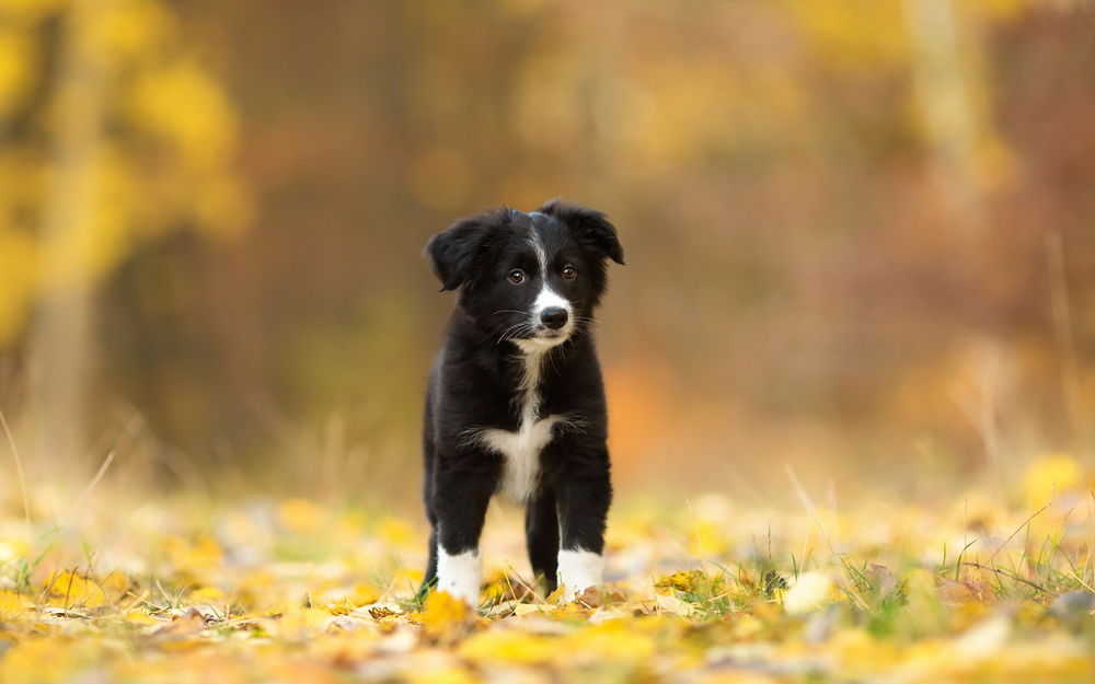 Обои для рабочего стола Маленький, красивый щенок стоит на лужайке, среди осенней листвы