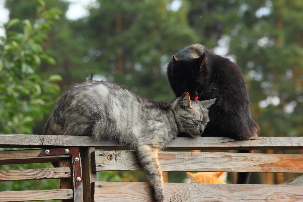 Обои для рабочего стола Кошачьи нежности, две кошки на заборе на фоне деревьев