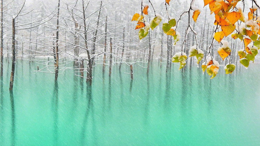 Обои для рабочего стола Деревья покрытые снегом, отражаются в бирюзовой воде, на переднем плане, ветка дерева с желтыми листья покрытые снегом