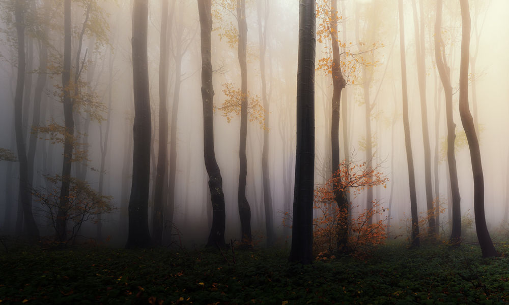 Обои для рабочего стола Осенний лес, фотографVeselin Atanasov