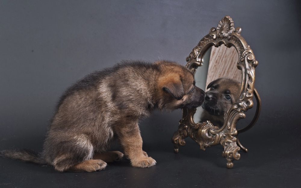 Обои для рабочего стола Симпатичное отражение: щенок смотрит на себя в зеркало