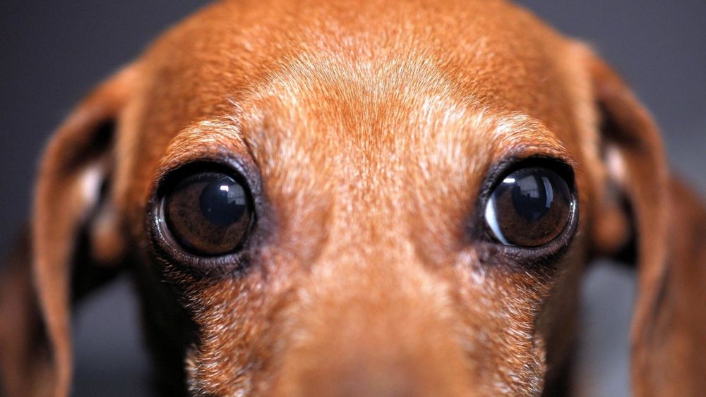 Обои для рабочего стола Внимательные выразительные глаза собачки породы такса