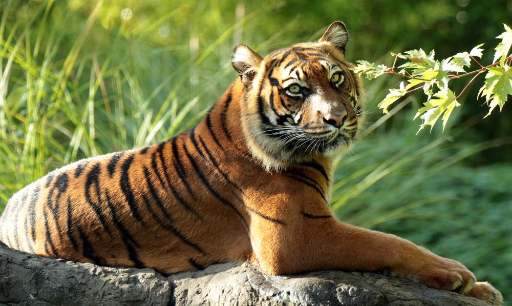 Обои для рабочего стола Суматранский тигр лежит на большом камне, среди зеленой травы
