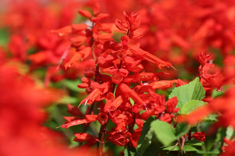 Обои для рабочего стола Яркие мелкие красные цветы, фотограф Алена Иордан