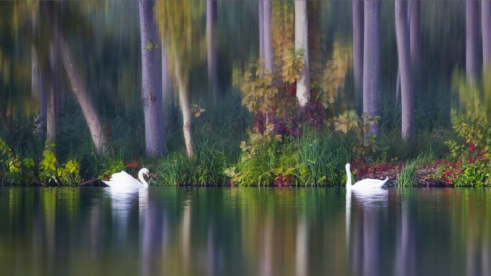 Обои для рабочего стола Два лебедя на озере в красочном лесу