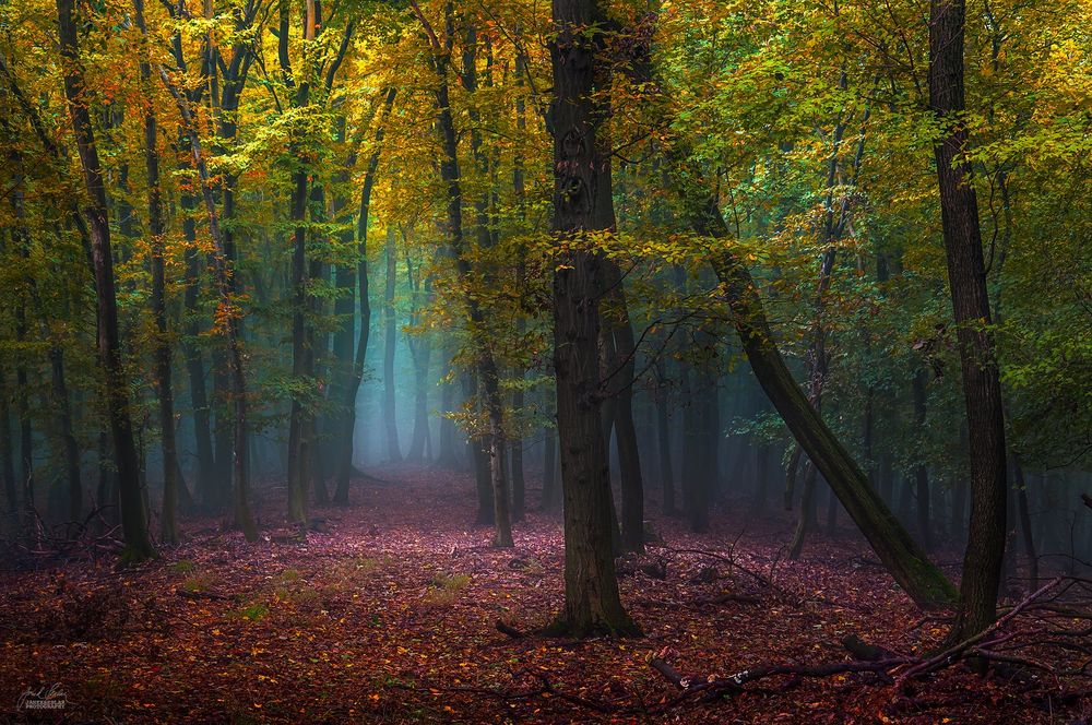 Обои для рабочего стола Осенний лес, ву Janek Sedlar