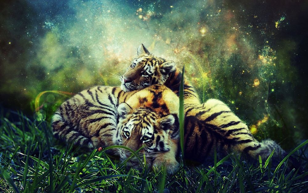 Обои для рабочего стола Тигры лежат на траве, на фоне ночного неба
