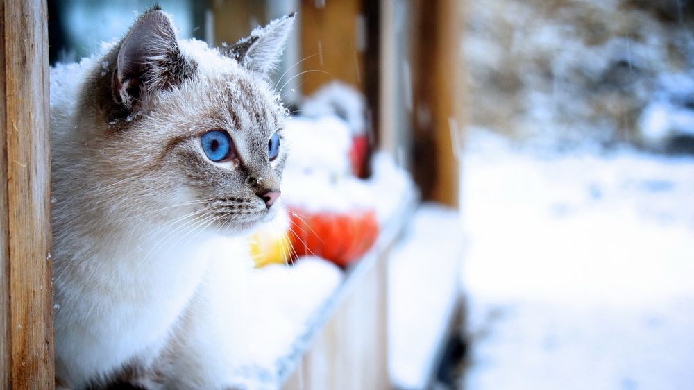 Обои для рабочего стола Голубоглазый котенок в снежинках
