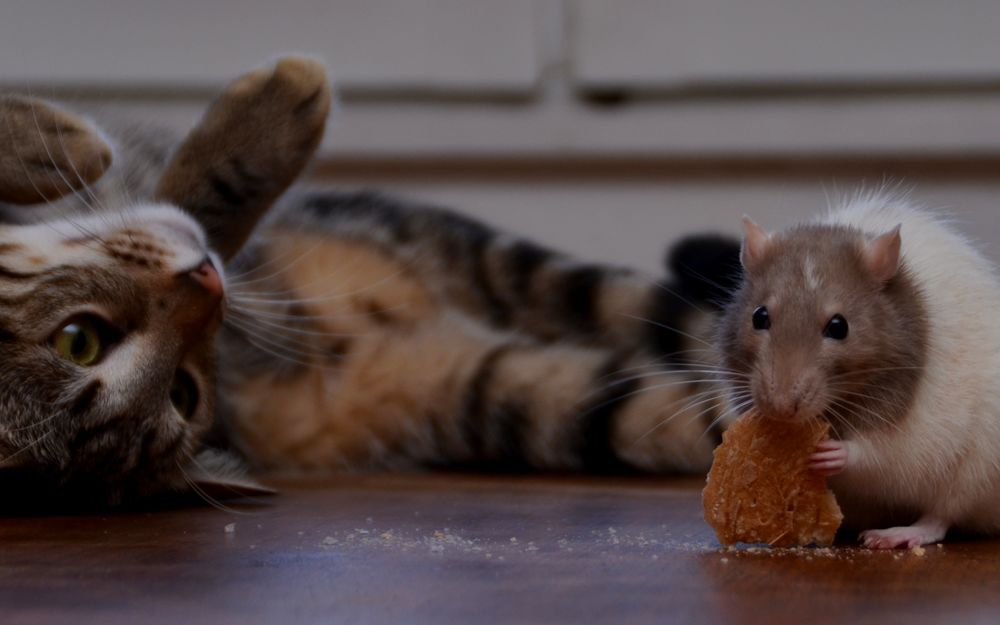 Обои для рабочего стола Полосатый кот наблюдает с мышью, которая что-то ест