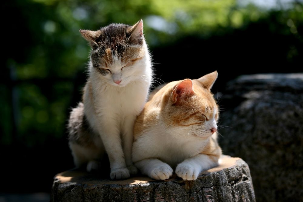 Обои для рабочего стола Две кошки греются на пне в лучах солнца летним днем