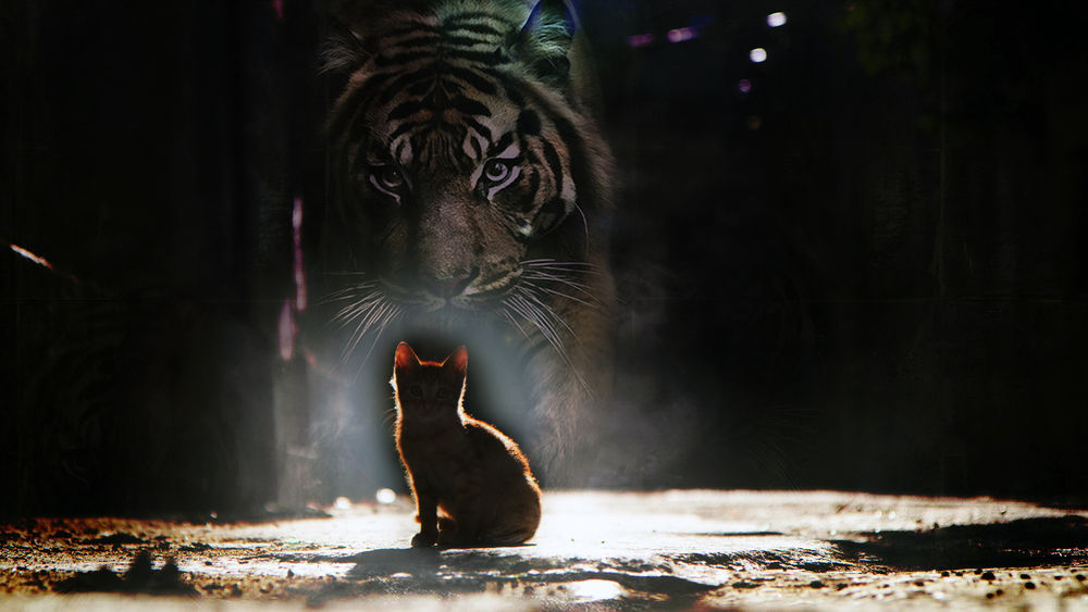 Обои для рабочего стола Рыжий кот в лучах света смотрит на фантастический силуэт тигра на темном фоне