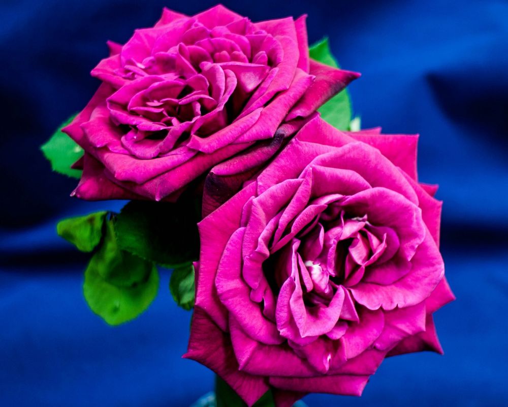 Обои для рабочего стола Две роскошные розы
