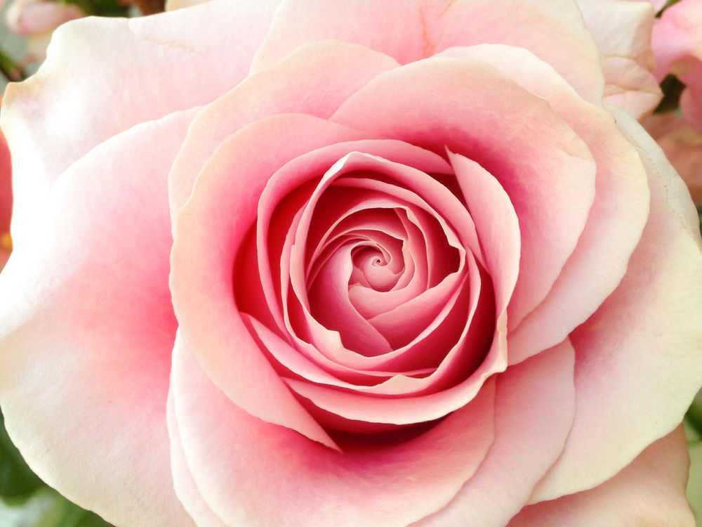 Розовая роза обои на рабочий стол
