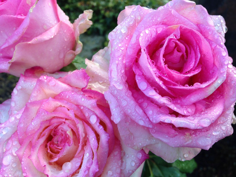 Обои для рабочего стола Розовые розы в каплях воды, ву aita17