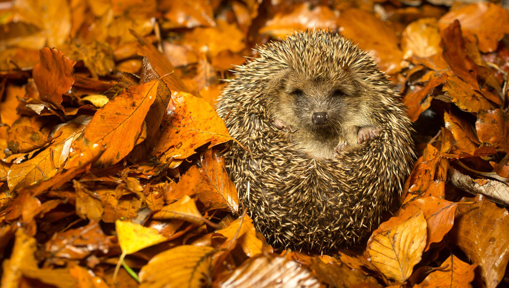 Обои для рабочего стола Ежик в осенней листве, ву Mark Bridger