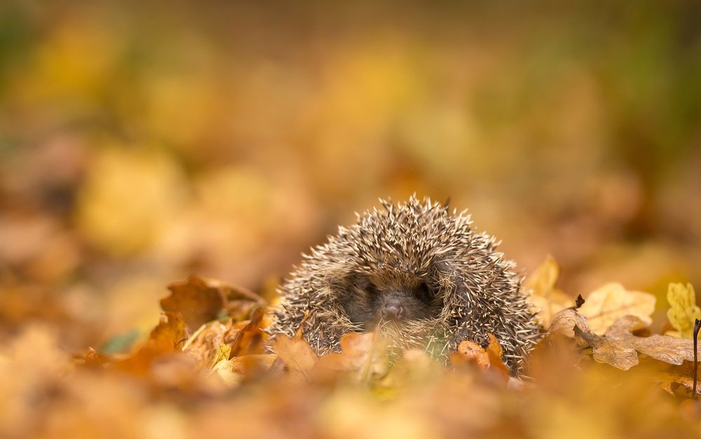 Обои для рабочего стола Ежик в осенней листве, ву Mark Bridger