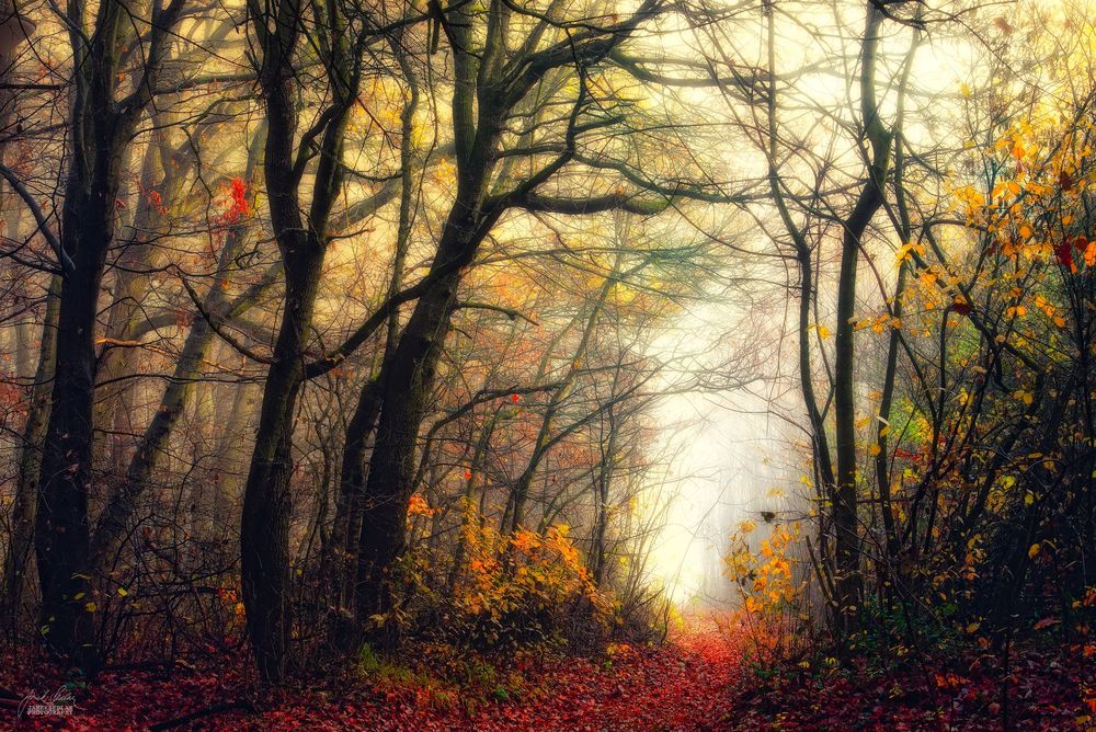 Обои для рабочего стола Осенний пейзаж, фотограф Janek Sedlаr