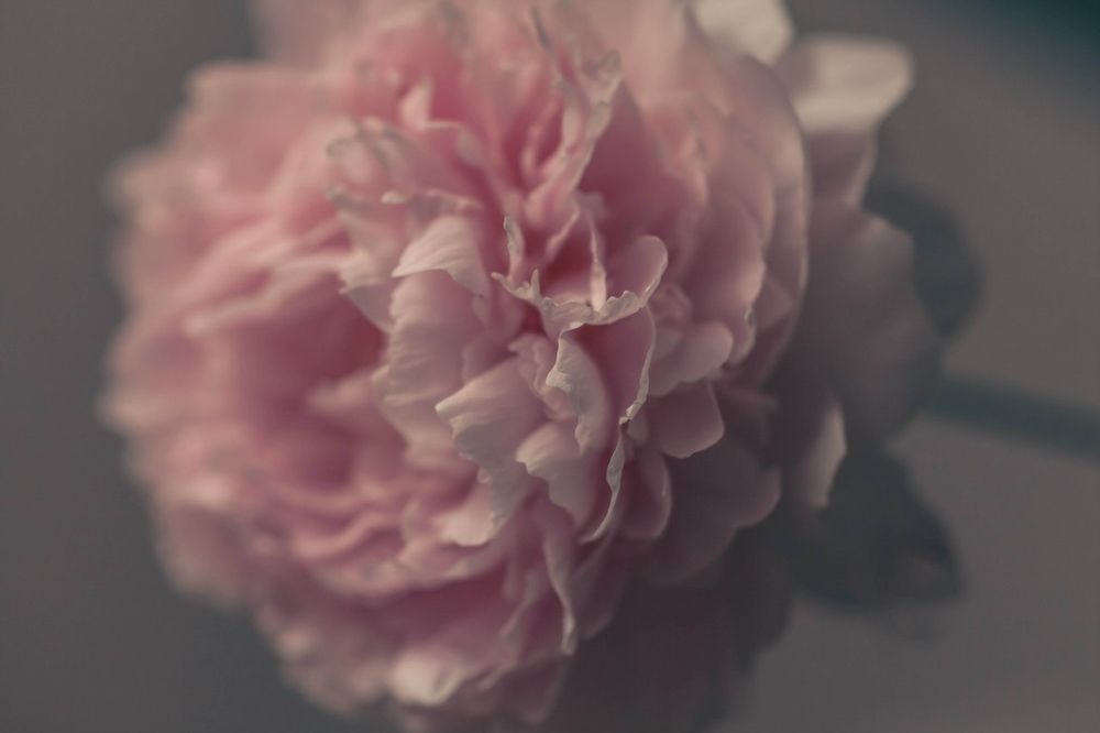 Серо Розовые Цветы Фото