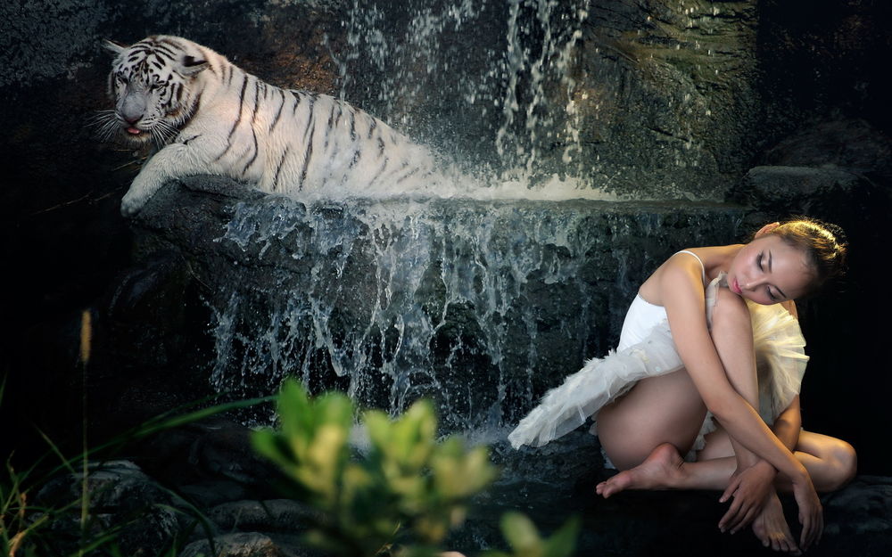 Обои для рабочего стола Юной балерине снится удивительный сон, белый тигр выходит из водопада