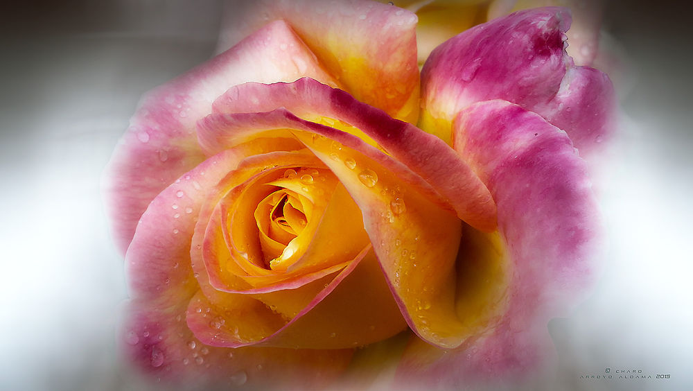 Обои для рабочего стола Желторозовая роза с каплями росы, ву Charo Arroyo
