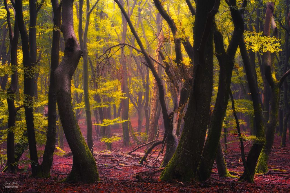 Обои для рабочего стола Осенний лес, фотограф Janek Sedlаr