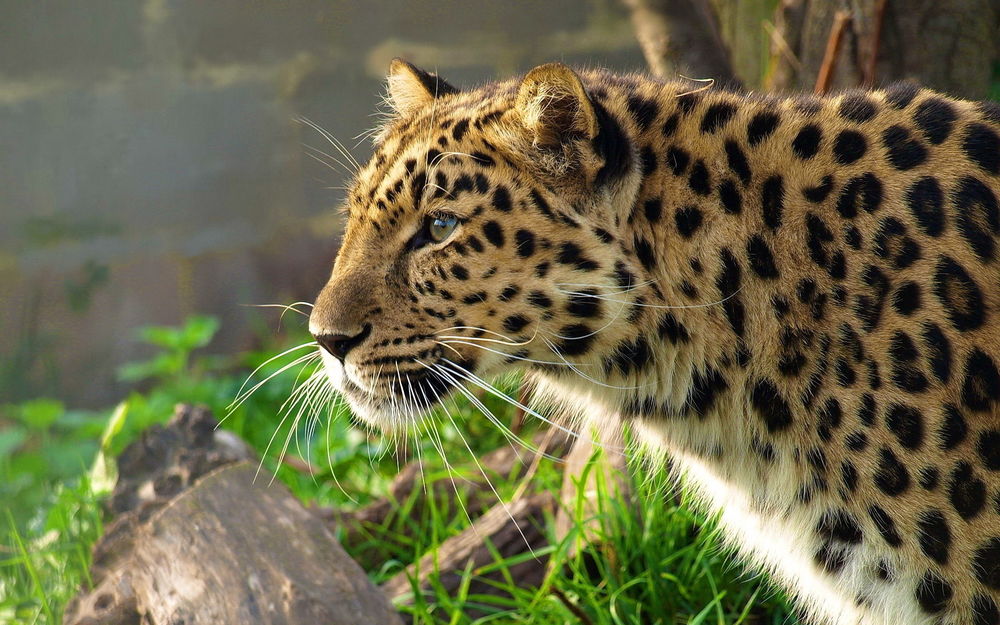 Обои для рабочего стола Леопард стоит на фоне природы в зоопарке