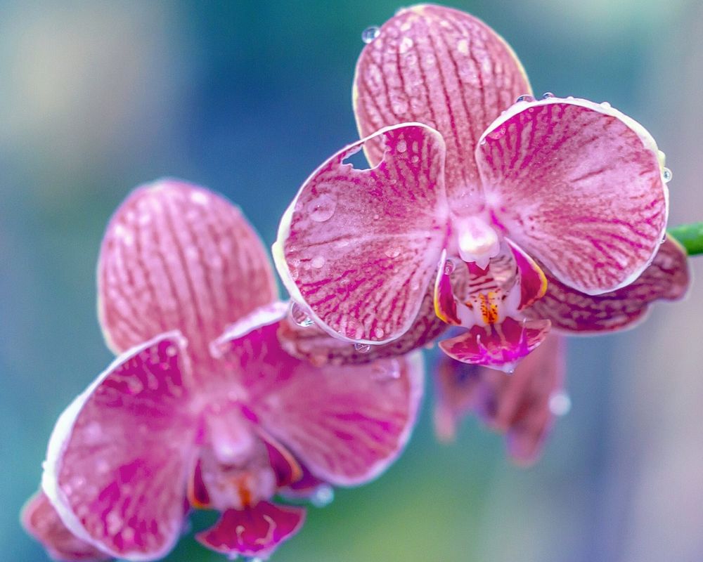 Обои для рабочего стола Орхидея крупным планом