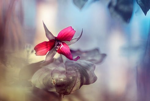 Обои на рабочий стол Розовый цветок, by Magda Bognar