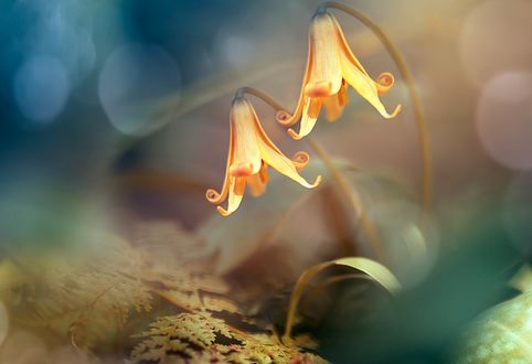 Обои на рабочий стол Желтые цветы, by Magda Bognar