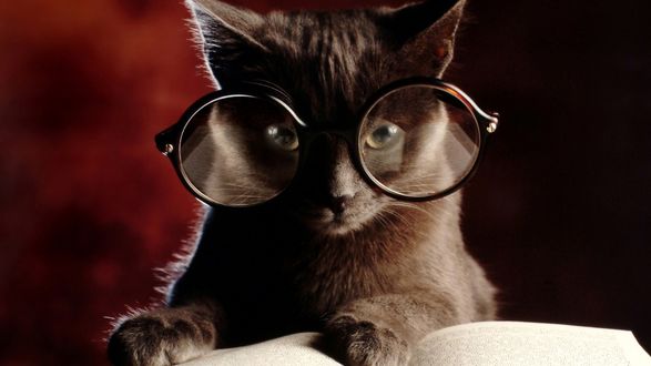 Обои на рабочий стол Серый кот в очках лежит на книге