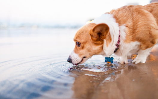 Обои на рабочий стол Вельш-корги пьет воду из реки