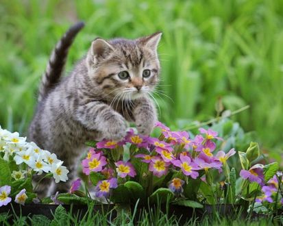 Обои на рабочий стол Маленький котенок среди цветов