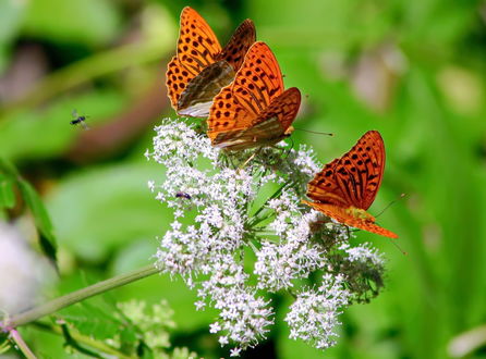 Обои на рабочий стол Бабочки на цветке