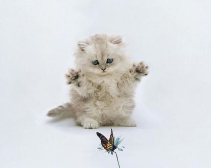 Обои на рабочий стол Котенок играет с бабочкой
