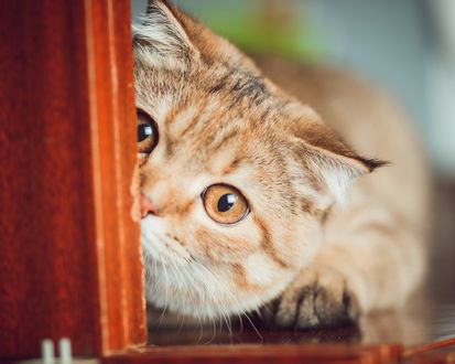 Обои на рабочий стол Мордочка котенка крупным планом