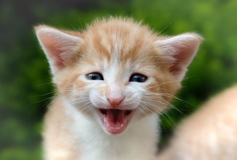Обои на рабочий стол Котенок на размытом фоне