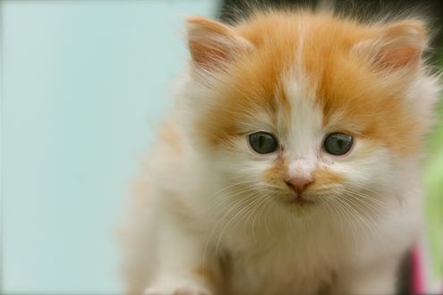 Обои на рабочий стол Котенок на размытом фоне