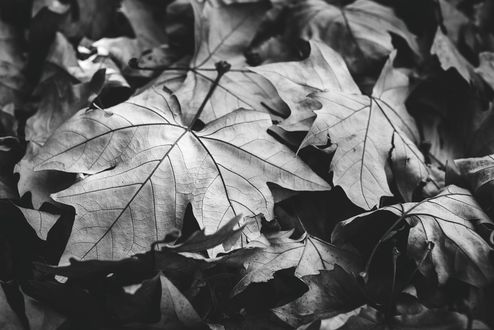 Листья Фото Черно Белое