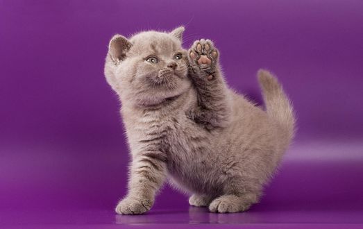 Обои на рабочий стол Игривый котенок на сиреневом фоне