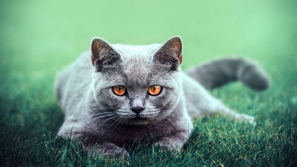 Обои на рабочий стол Британский котенок лежит в траве
