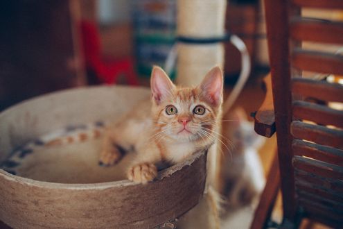 Обои на рабочий стол Рыжий котенок смотрит вверх