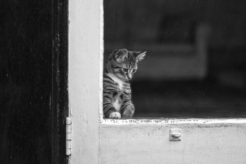 Обои на рабочий стол Котенок смотрит вниз