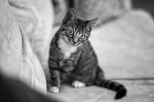 Обои на рабочий стол Котенок сидит на диване