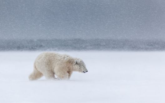 Обои на рабочий стол Белый медведь под снегопадом
