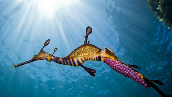 Обои на рабочий стол Морской конек в солнечных лучах