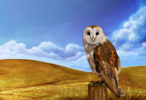 Обои на рабочий стол Сова сидит на пеньке на фоне голубого неба, by Owl