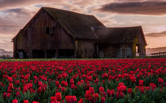 Обои на рабочий стол Красные и желтые тюльпаны растущие у старого дома
